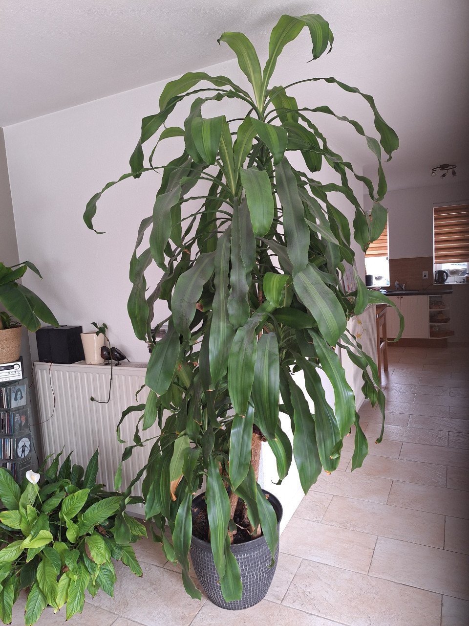 Te koop: Dracaena plant incl. sierpot – 3 meter hoog