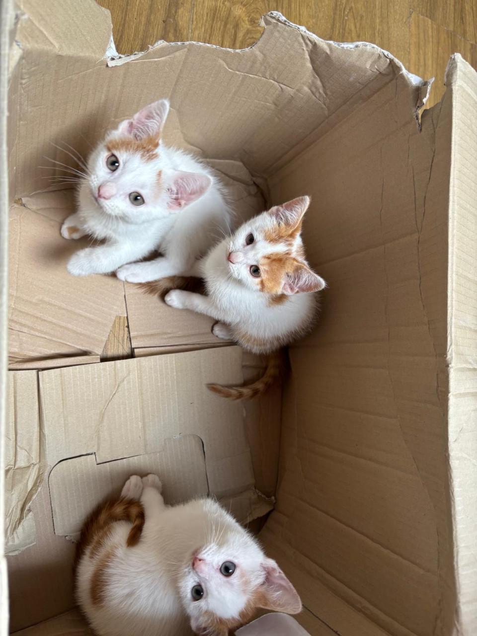 Kittens