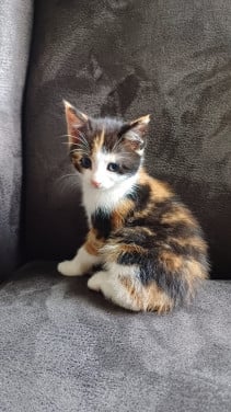 Lieve aanhankelijke kittens