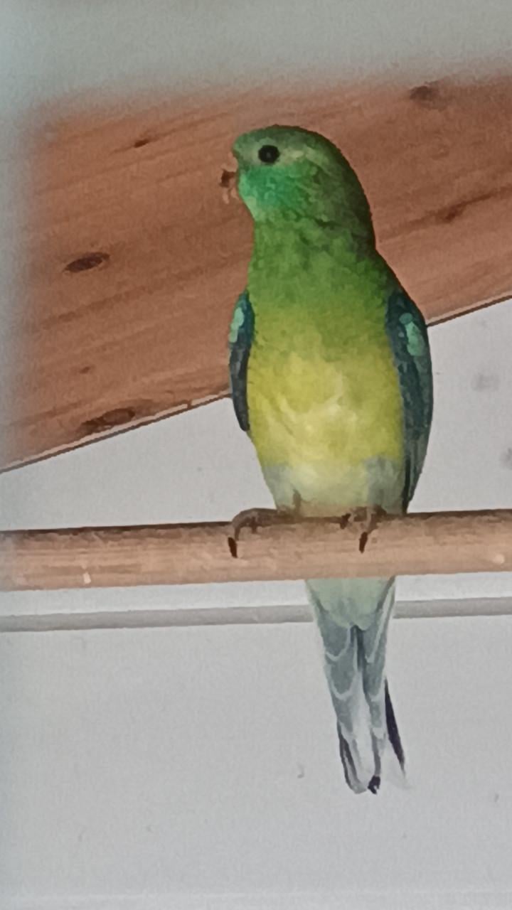 Roodruggen