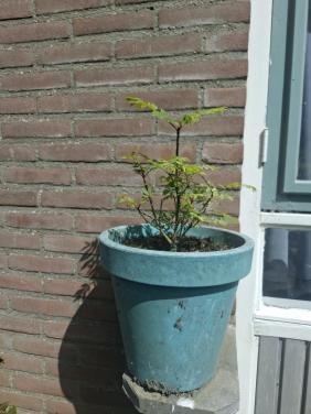 Vleugelnootboom
