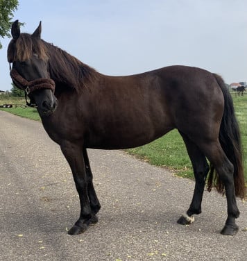 Mooie recreatie pony