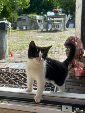 Kitten