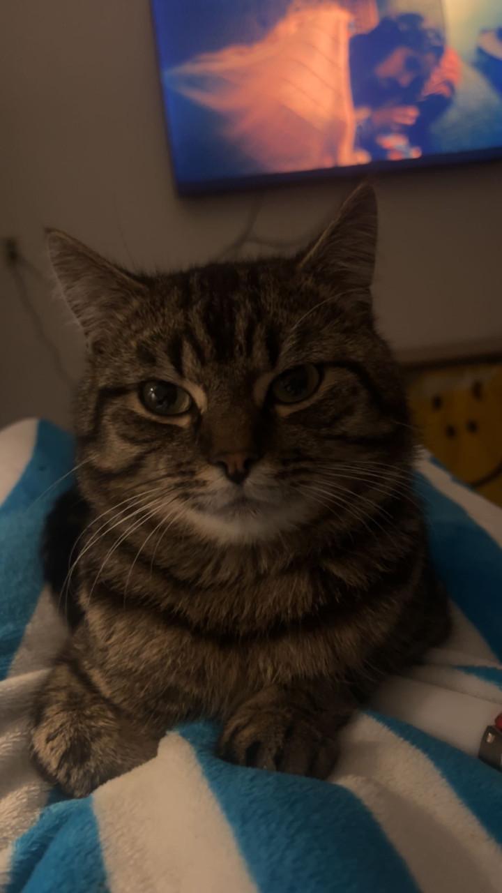 Grijze kater