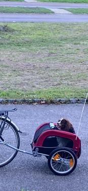 Fietskar voor een kleine tot middelgrote hond