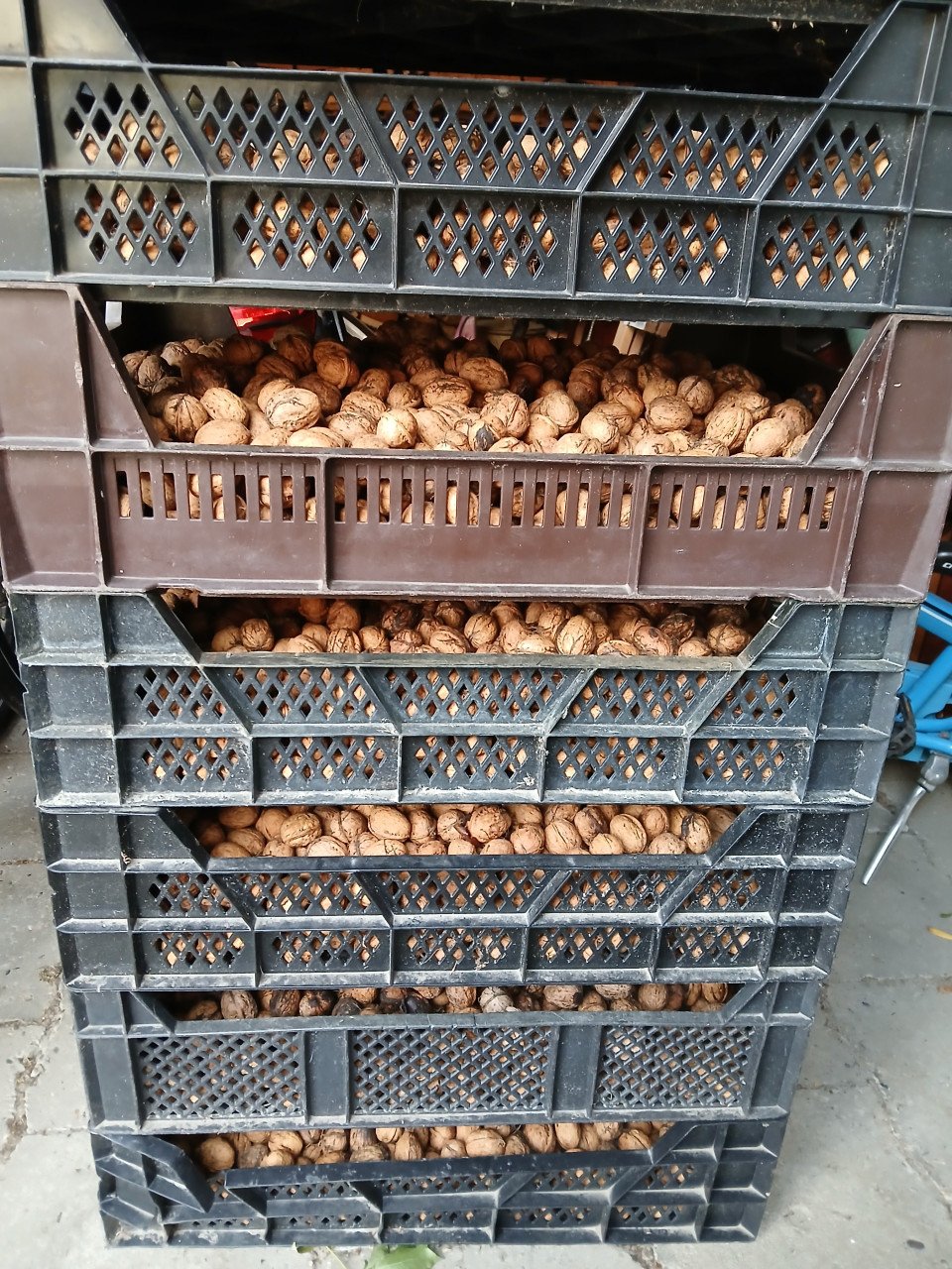 Biologische walnoten uit eigen tuin