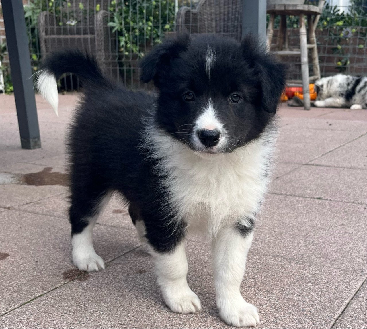 Border collie pups