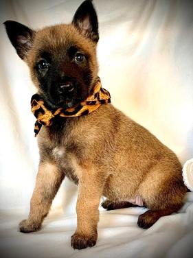 Mechelse herder pup met FCI stamboom.