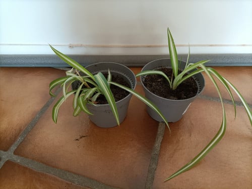 2 Graslelie plantjes. Beide voor € 1,- op te halen in Zierikzee.