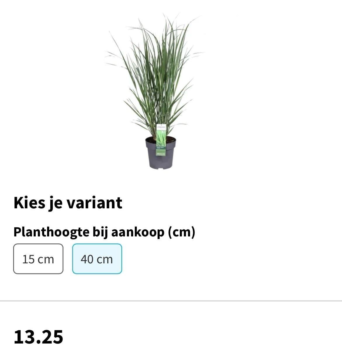 Vingergras, Panicum virgatum Northwind