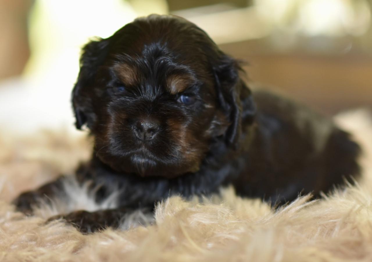 Amerikaanse Cockerspaniël puppen