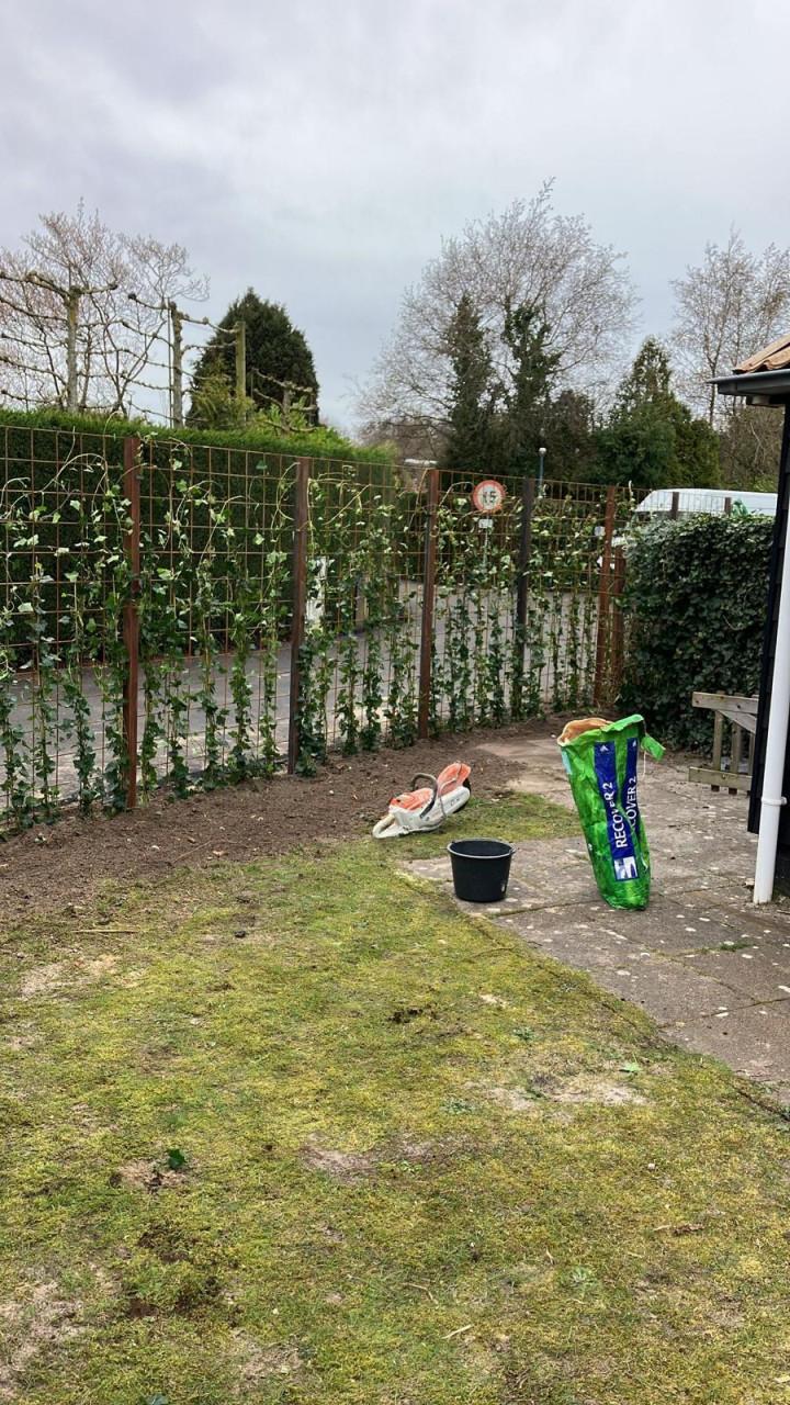 Topkwaliteit Hedera hibernica (klimop) in diverse maten.