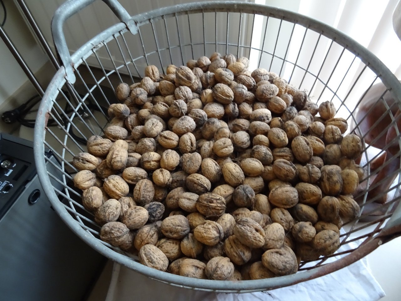 TE KOOP WALNOTEN RECHT VAN DE BOOM PER KG €6.00