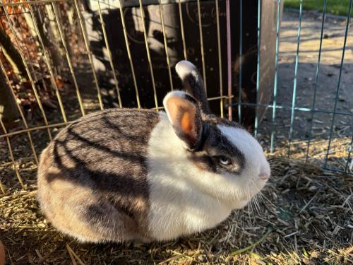 Vrouwtjes konijn (blauw oog)