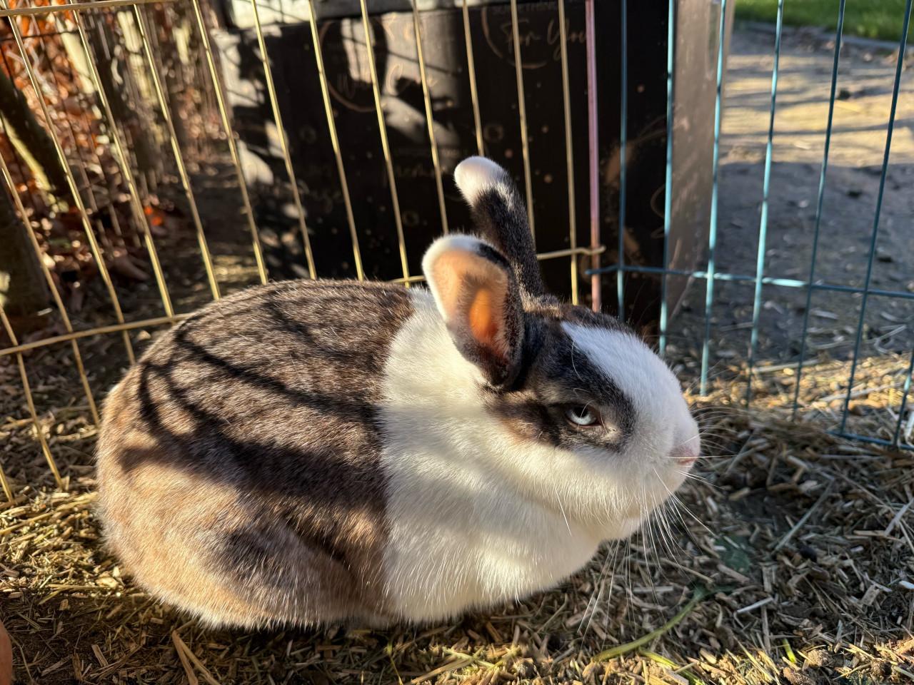 Vrouwtjes konijn (blauw oog)