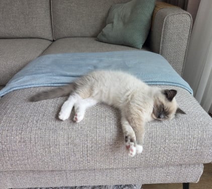 Kitten
