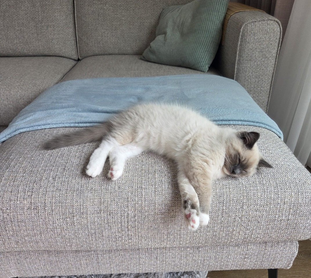 Kitten