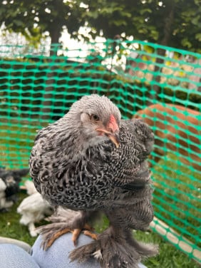Brahma zilverpatrijs groothoenders hennen