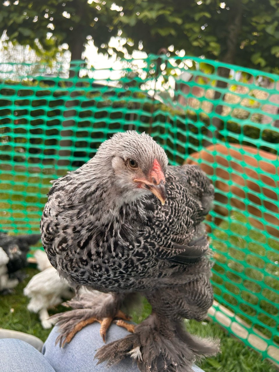 Brahma zilverpatrijs groothoenders hennen
