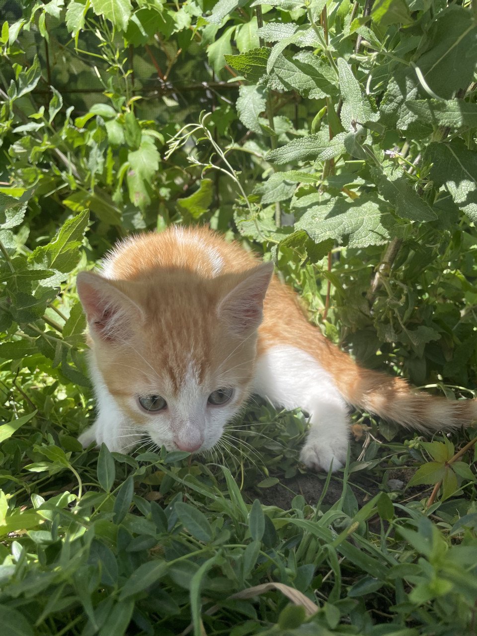 Kittens te koop