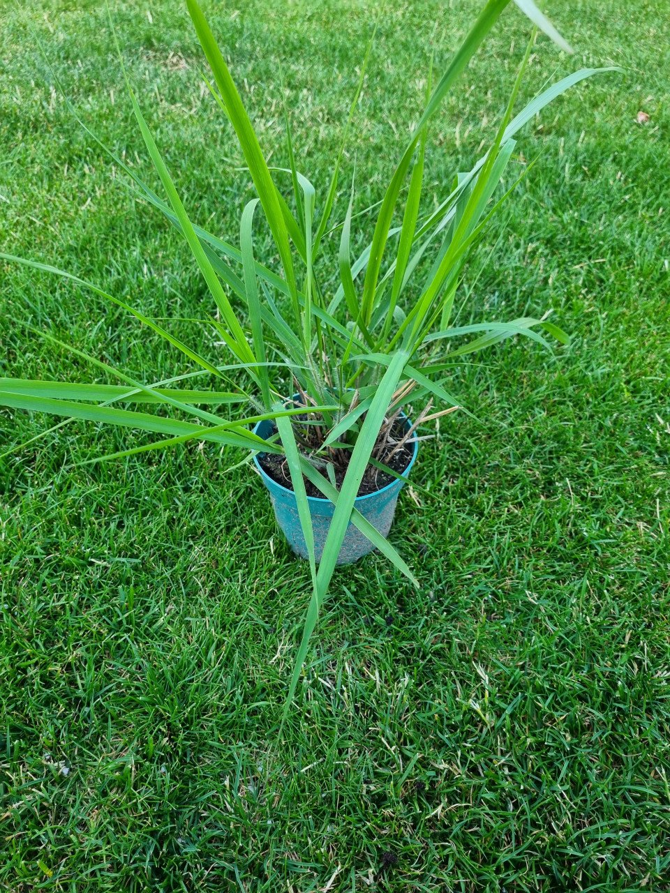 Diverse plantjes