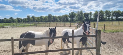 Paddock paradise Zeeland