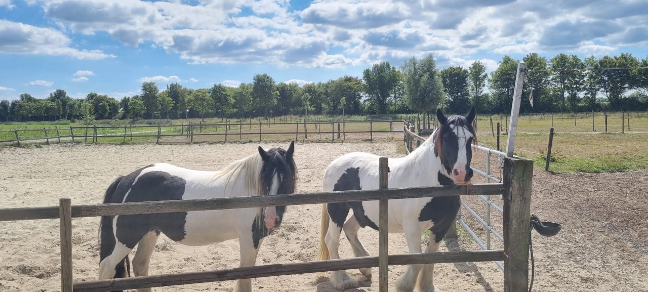 Paddock paradise Zeeland