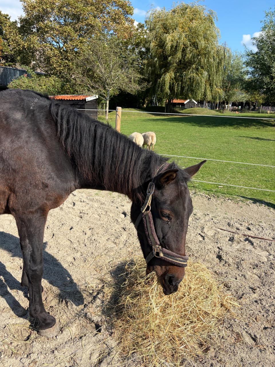 Super lieve D pony merrie