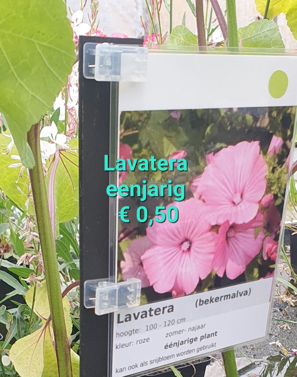 TUINPLANTEN leuke prijzen!