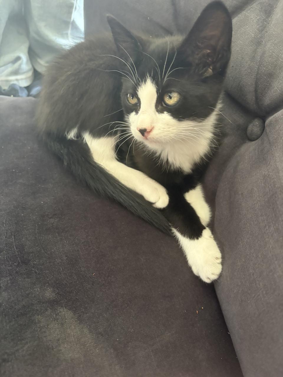 Kittens