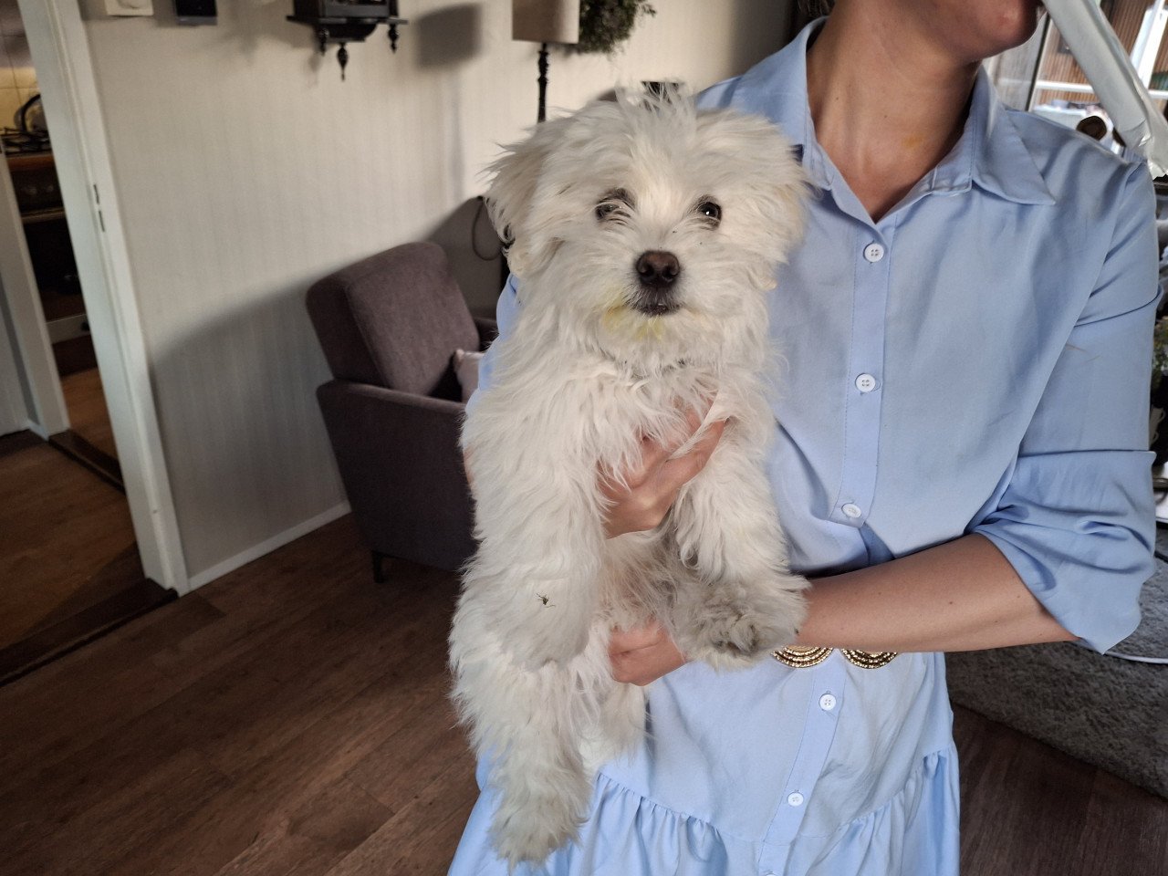Maltezer pup