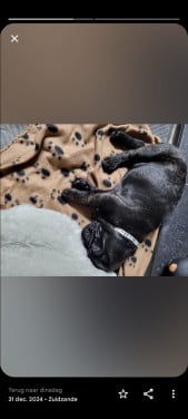 ,Franse Bulldog Gratis