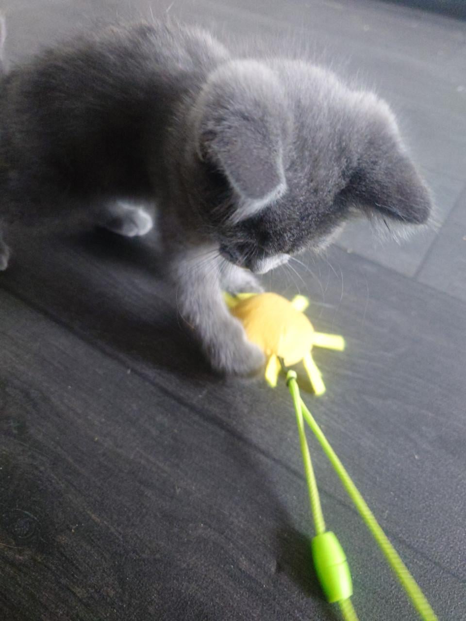 Brits korthaar X kitten Blue solid