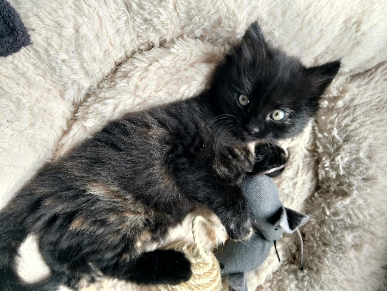 Kitten - vrouwtje