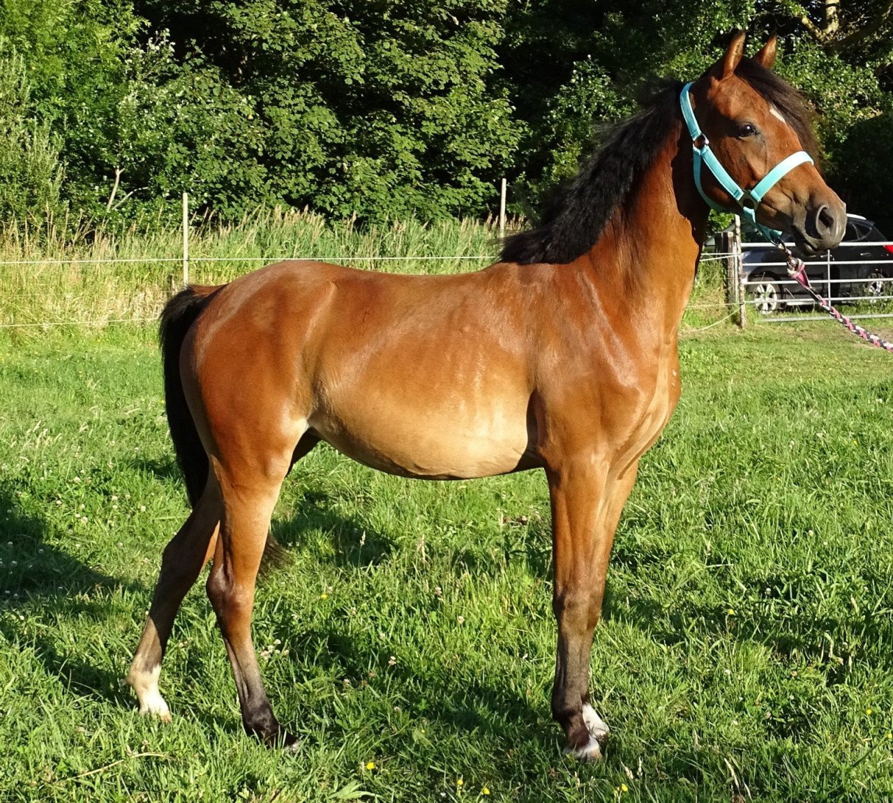 Knappe pony
