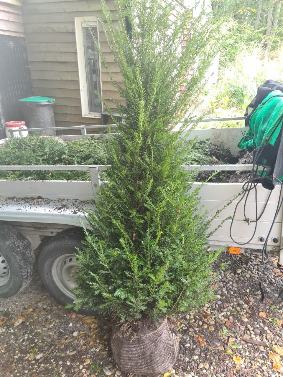 Taxus Baccata haagplanten diverse maten