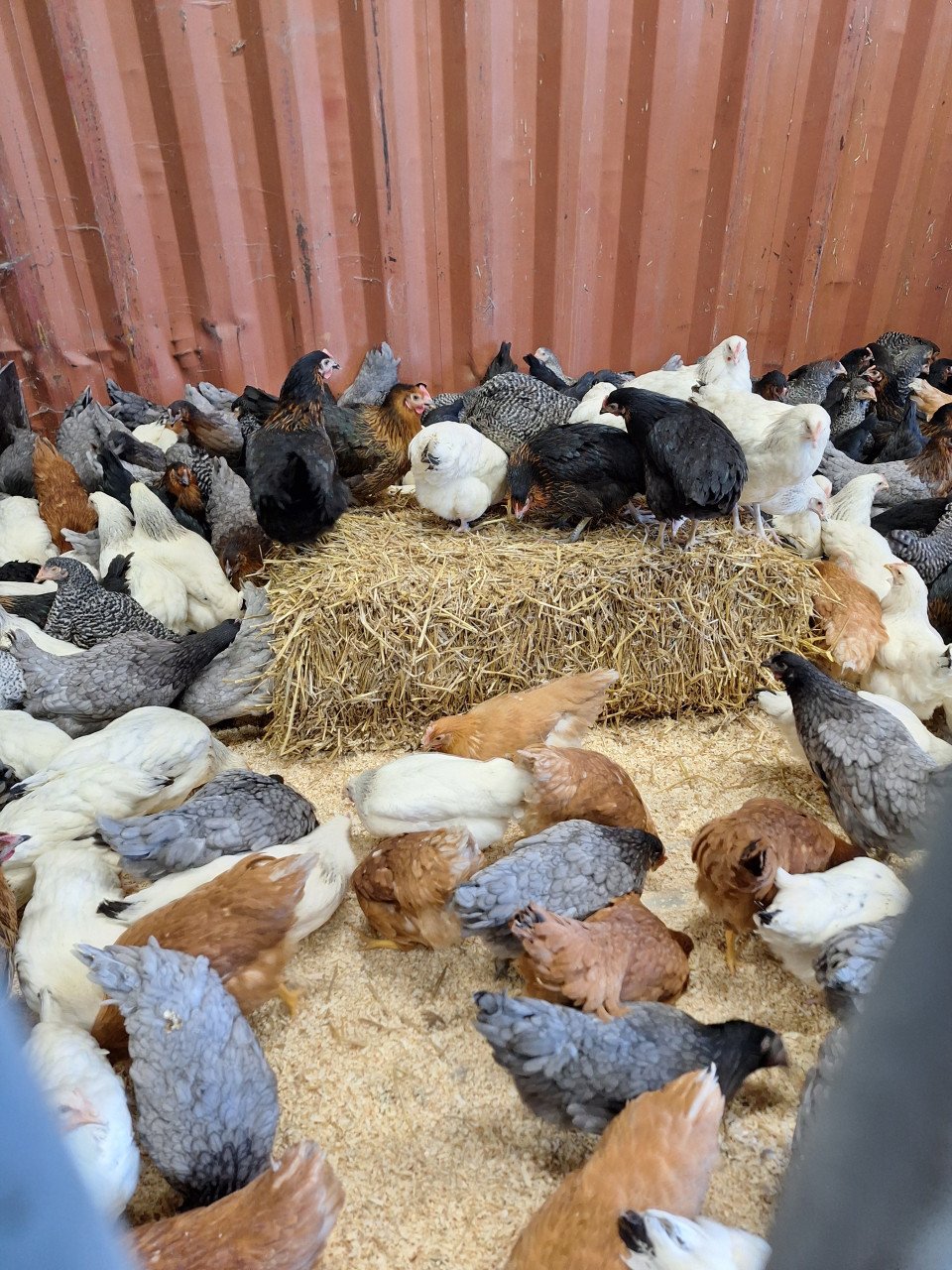 Jonge leghennen in verschillende kleuren