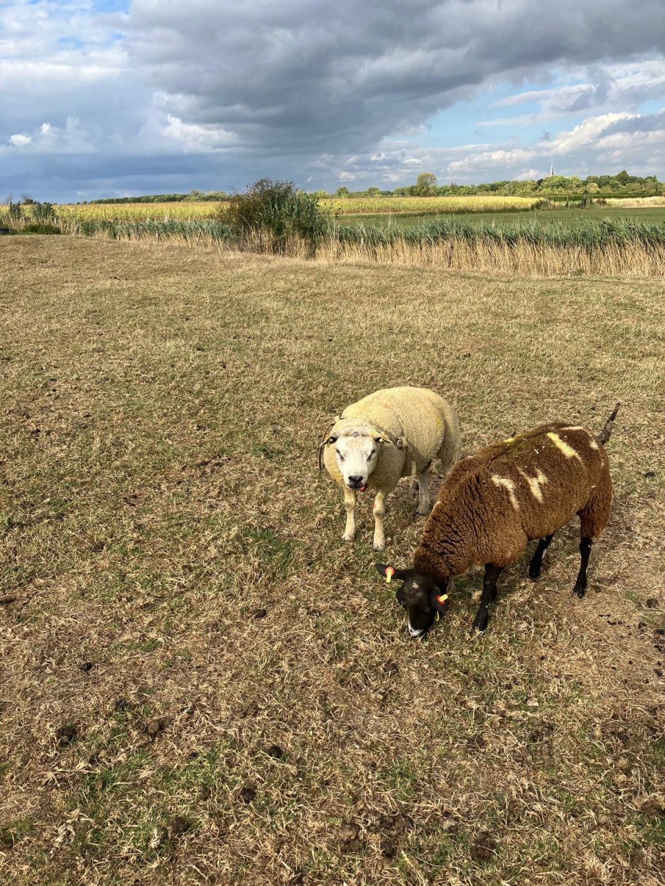 2 texelaar dekrammen te koop