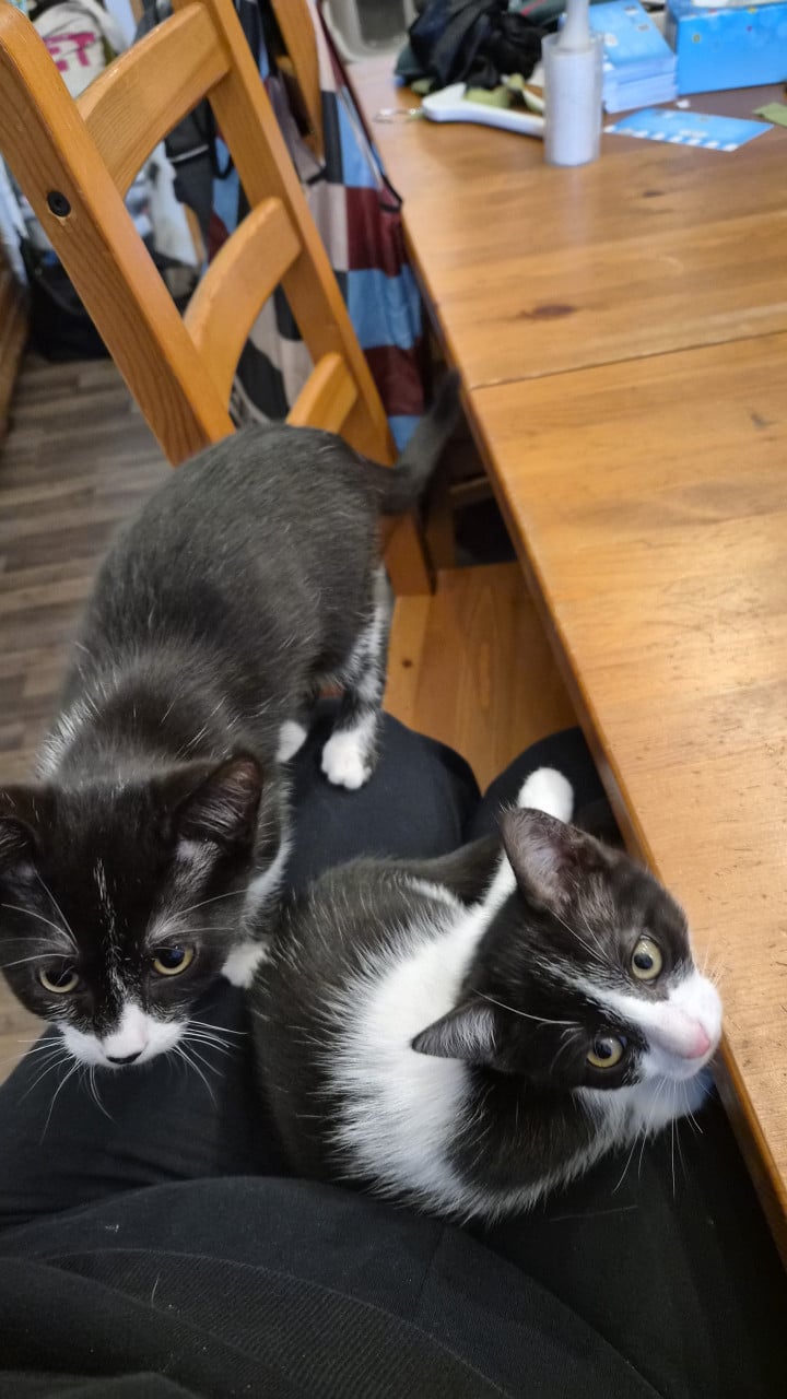 2 kittens van 13 weken zoeken een huisje