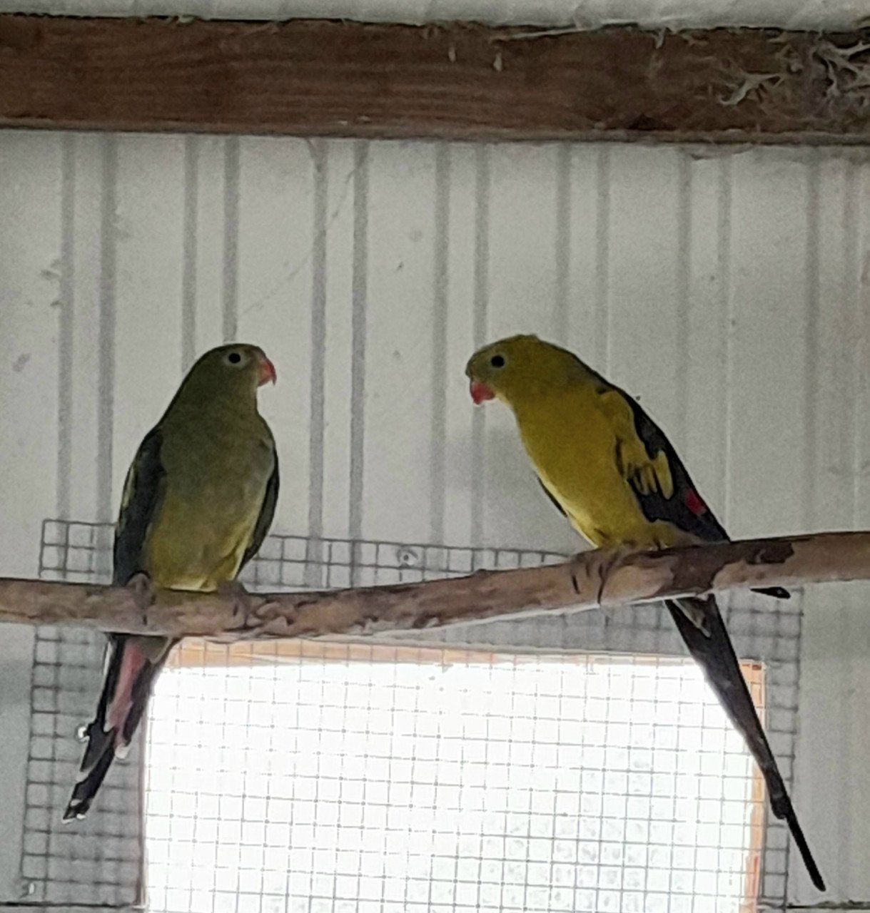 Parkieten rosellas en koppel bergparkieten