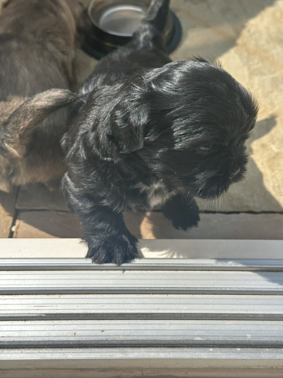 Boomer pups