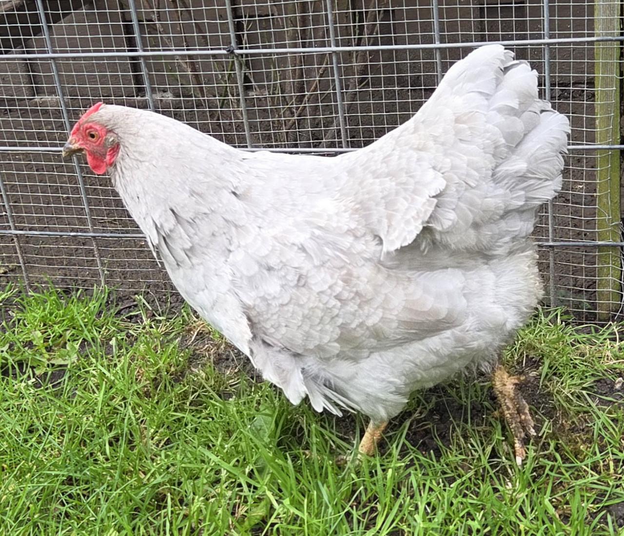 2 wyandotte kriel hen + New hampshire haan