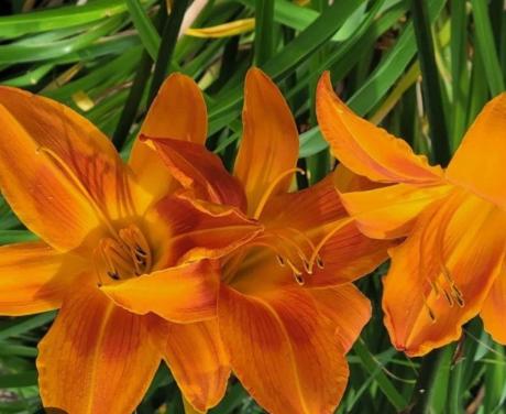 3  stuks oranje daglelies in een pot