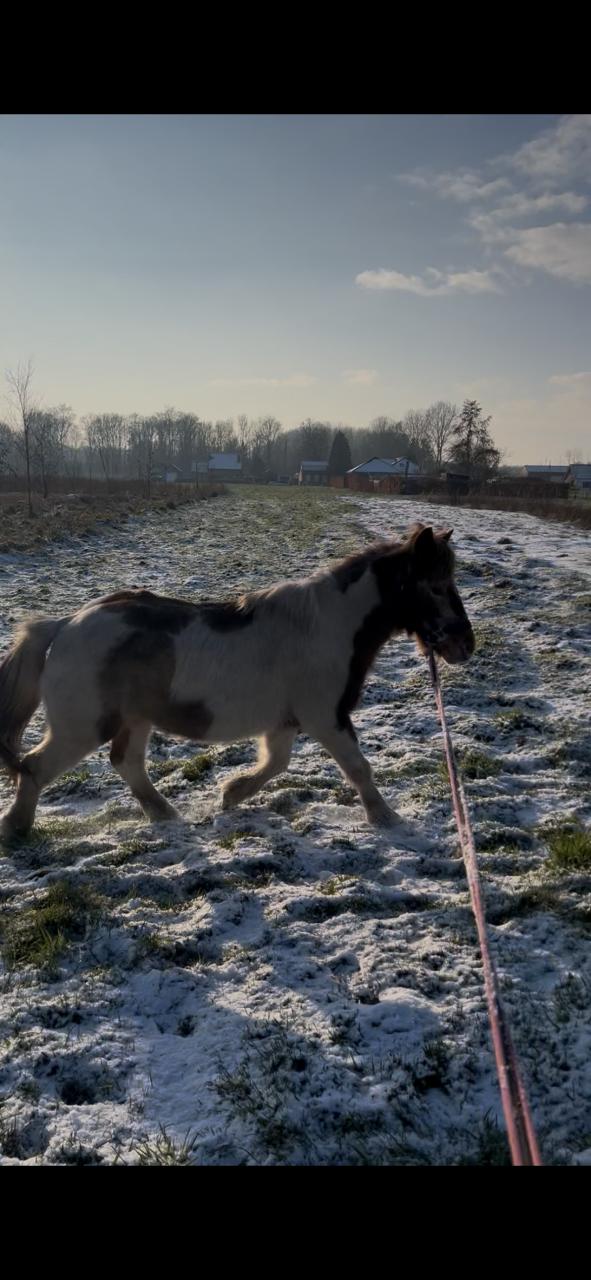 Lieve oudere b-pony