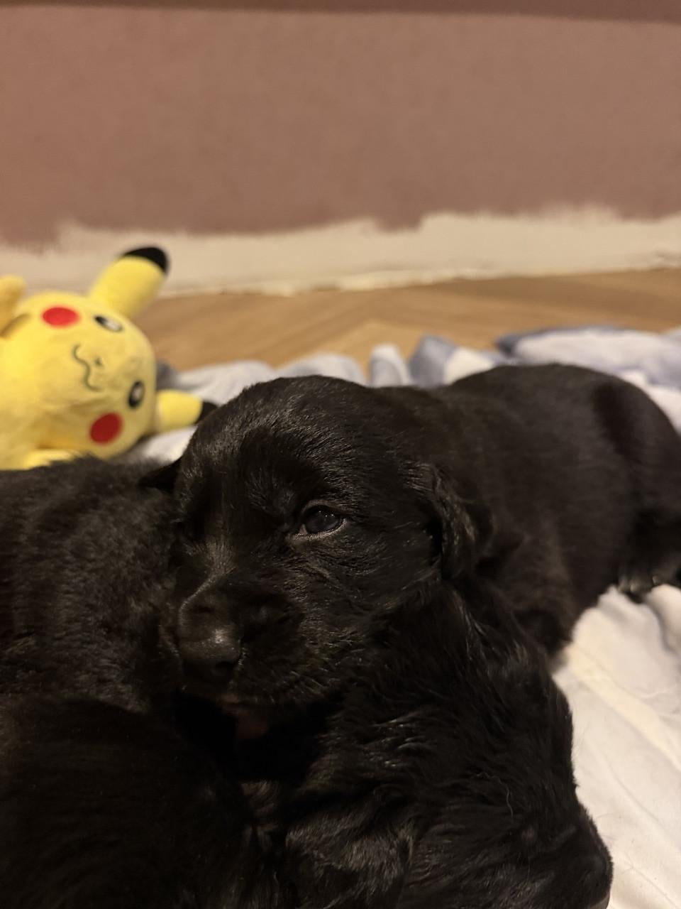Duitse herder - labrador pups (nog 1 teefje beschikbaar)