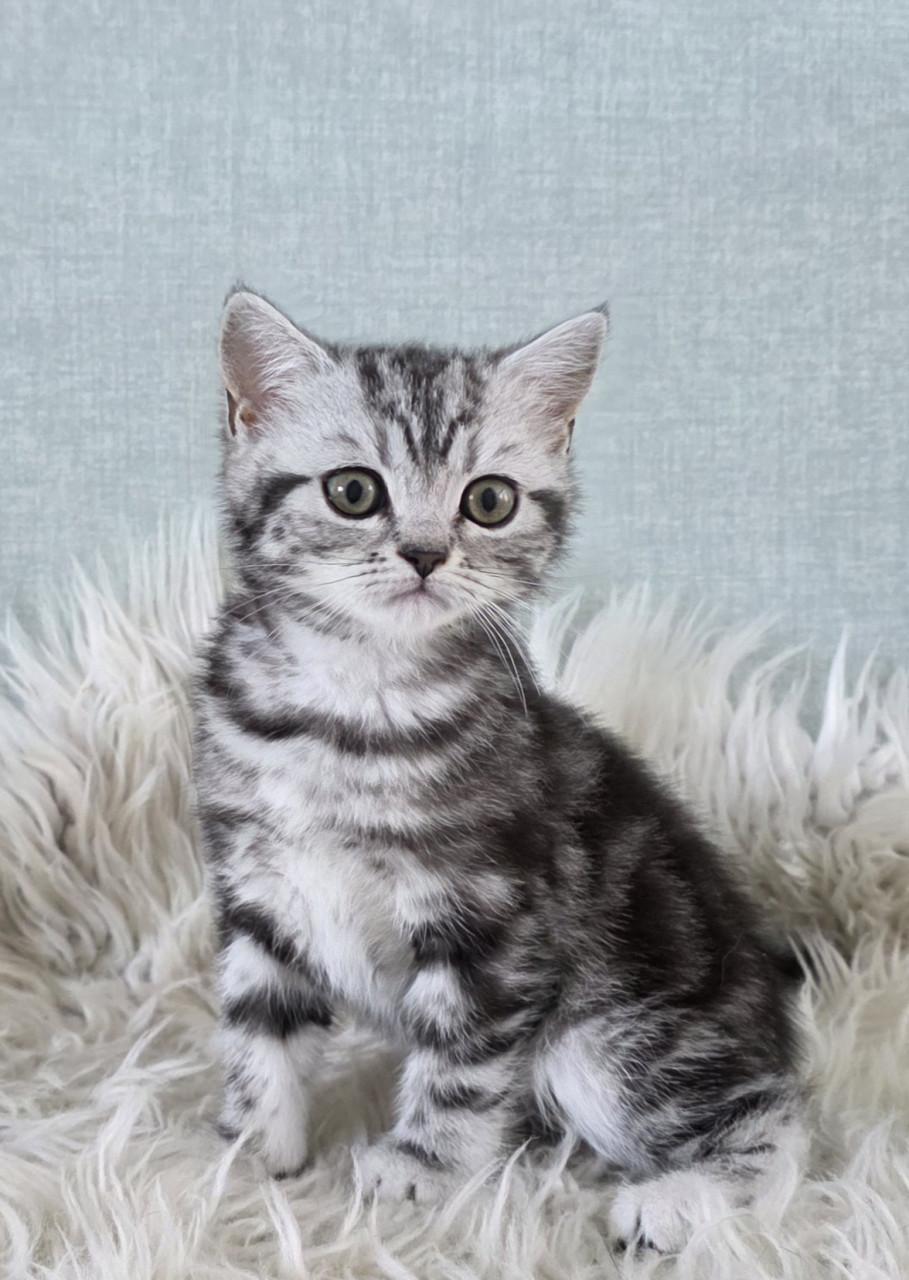 Britse korthaar black silver tabby blotched poesje