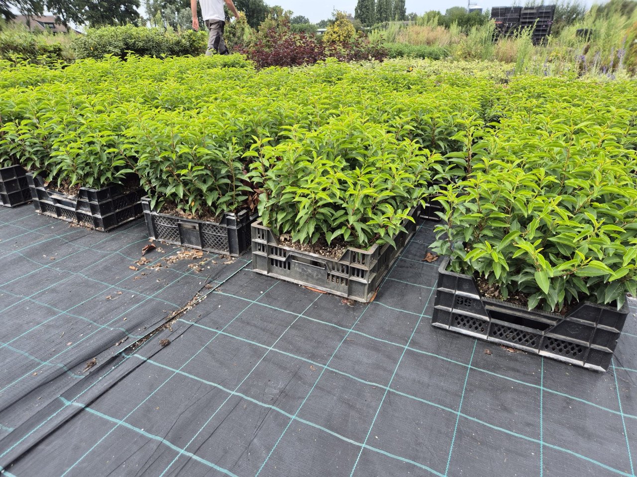 Portugese laurier haagplantjes 30-40 cm