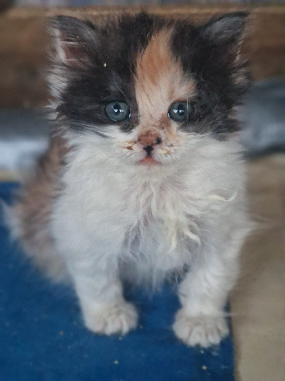Te koop mooie Maine Coon kittens