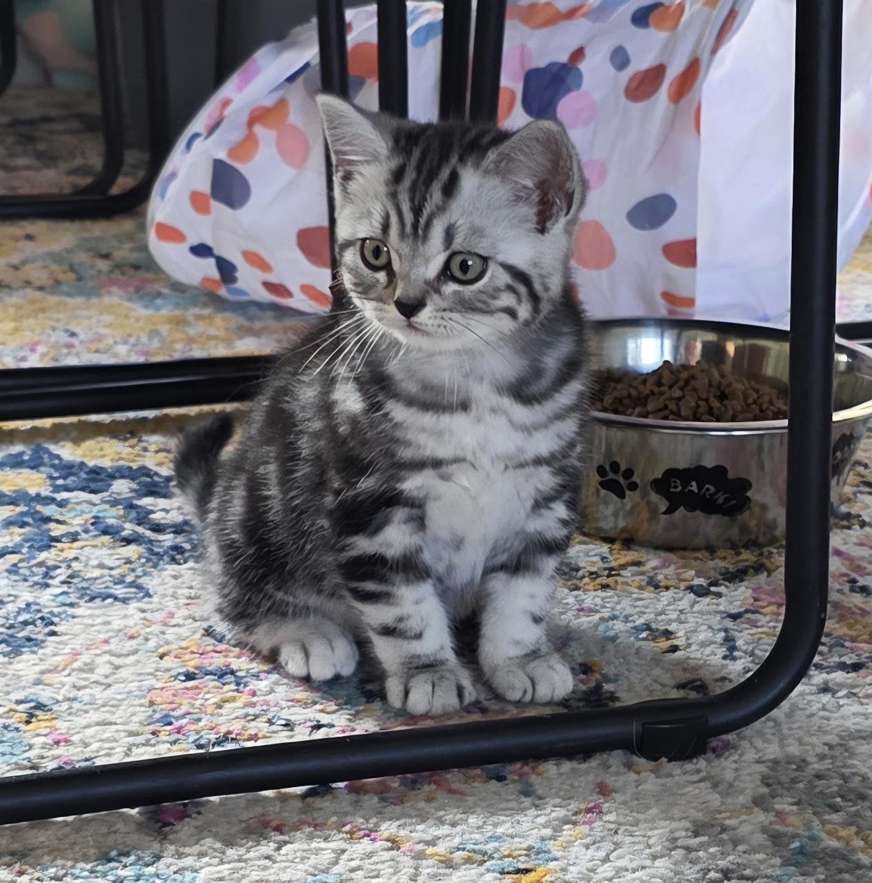 Raszuivere Brits korthaar kittens (Whiskas)