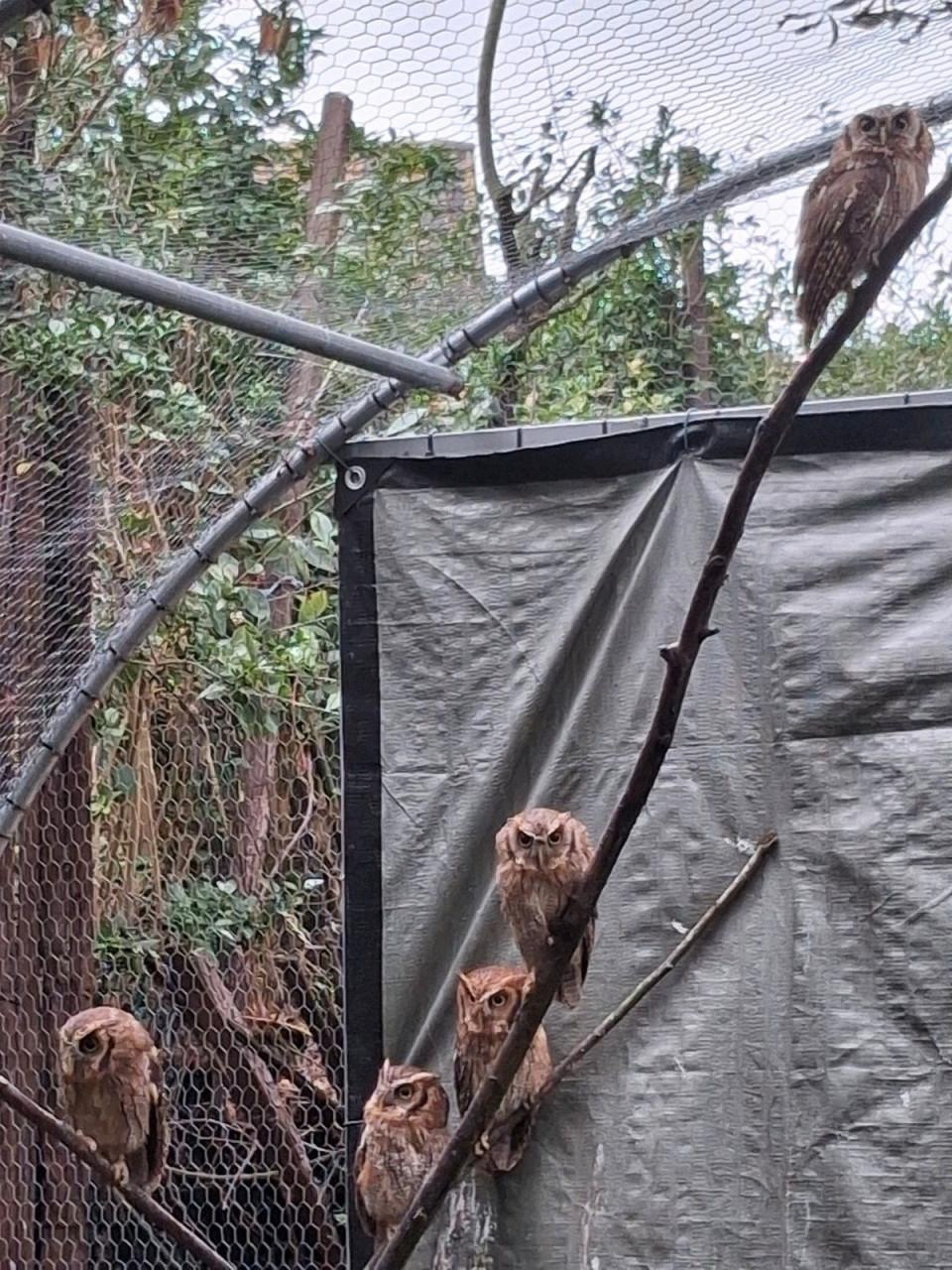 Otus Choliba wijfjes